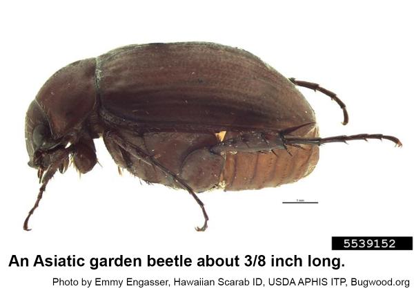 Asiatic garden beetles